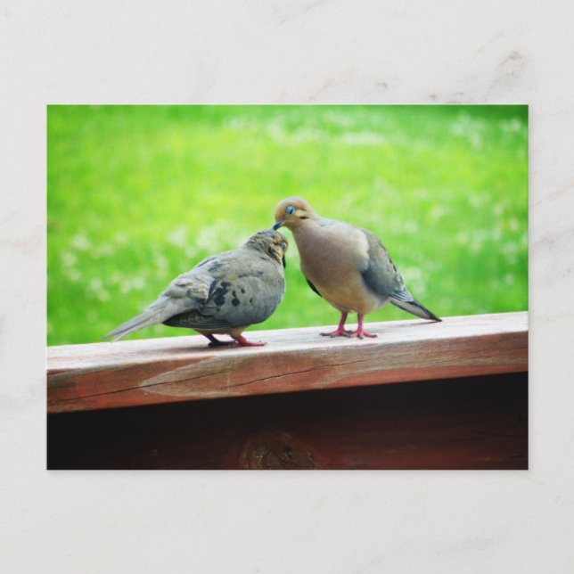 Tender Lovebird Kiss Vykort (Framsida)