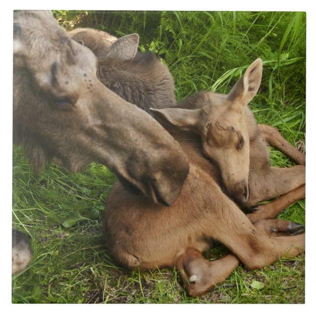 Tender Mor Moose Kakelplatta (Framsidan)