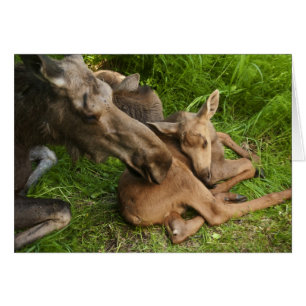 Tender Mor Moose OBS Kort