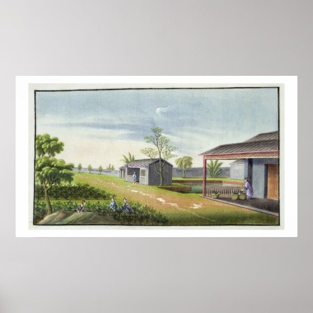 Tenderande teväxter (vikt/vikt på pappra) poster (Framsidan)