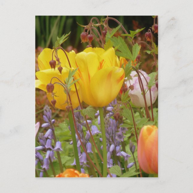 Tenderhetens blommor vykort (Framsida)