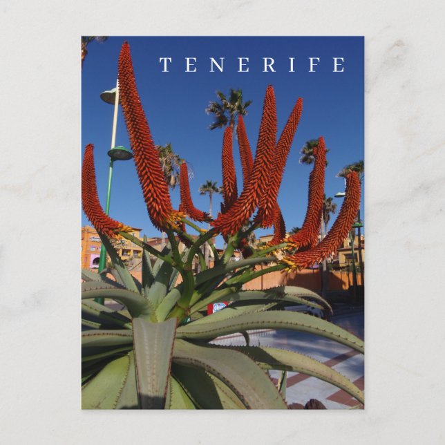 Tenerife Aloe Vera blommor vykort (Framsida)