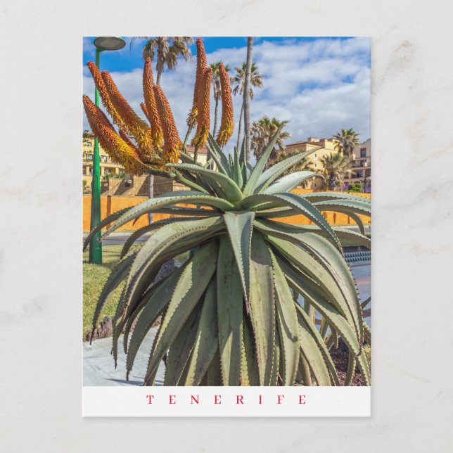 Tenerife Aloe Vera-växt och blomstervykort Vykort (Framsida)