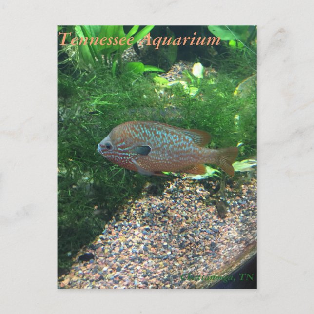 Tennessee akvariumvykort vykort (Framsida)