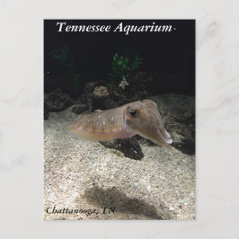 Tennessee Aquarium Cuttlefish vycard Vykort