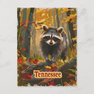 Tennessee Raccoon Vykort