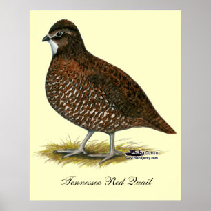 Tennessee Red Quail Poster