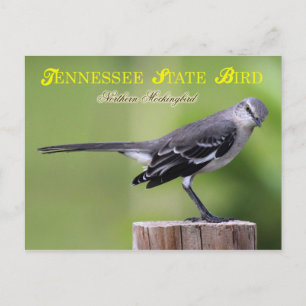 Tennessee State Bird - Northern Mockingbird Vykort