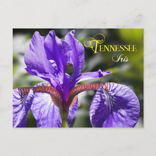 Tennessee State Flower: Iris Vykort (Framsida)