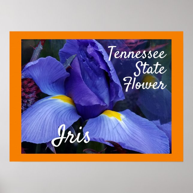 Tennessee State Flower TN Iris Poster (Framsidan)