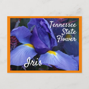 Tennessee State Flower TN Iris Vykort