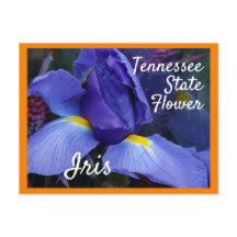 Tennessee State Flower TN Iris
