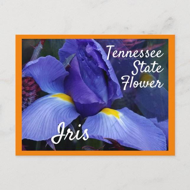 Tennessee State Flower TN Iris Vykort (Framsida)