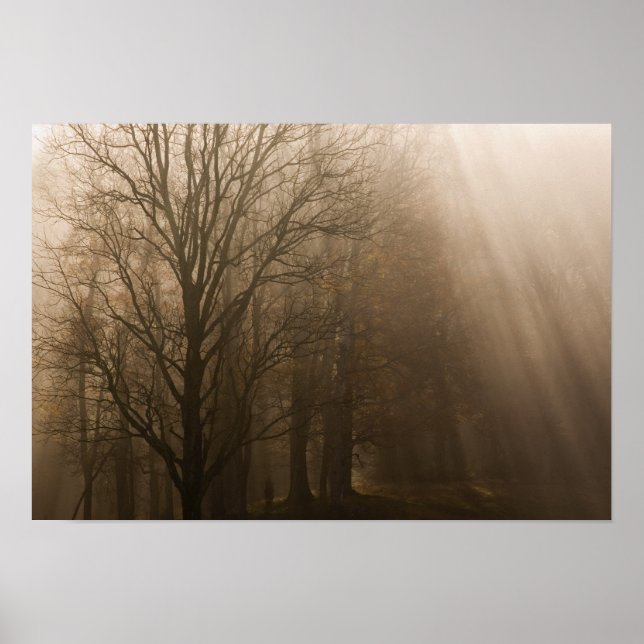 Tennessee Träd i dimma | Great Smoky Mountain Poster (Framsidan)