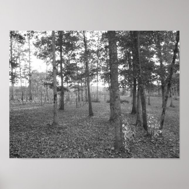 Tennessee Vineyard Poster (Framsidan)