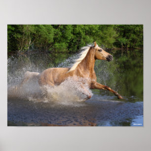 Tennessee Walker genom Vatten Poster