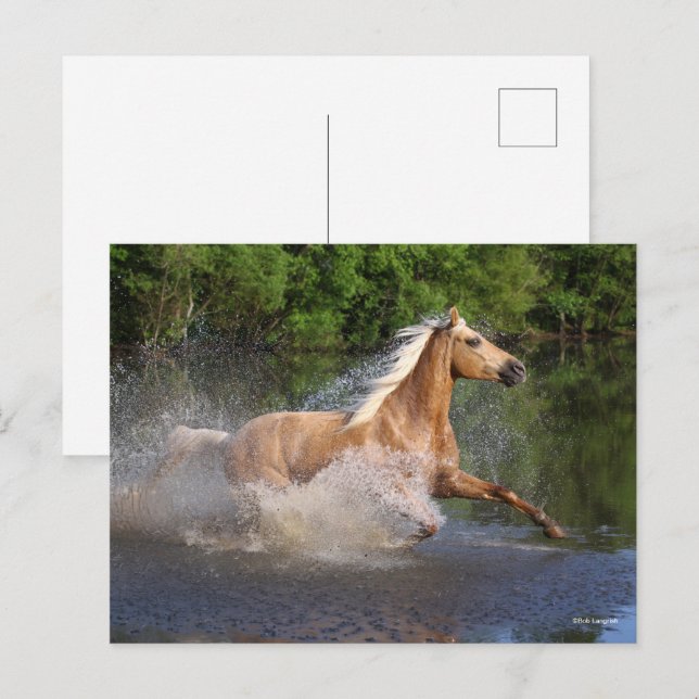 Tennessee Walker springer genom vatten Vykort (Fram/baksida)