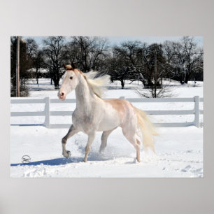 Tennessee Walking Horse i Snö Poster