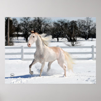 Tennessee Walking Horse i Snö Poster