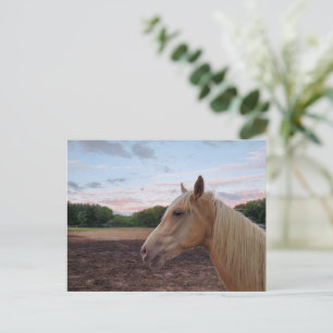 Tennessee Walking Horse Vykort