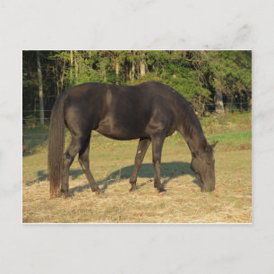 Tennessee Walking Horse Vykort