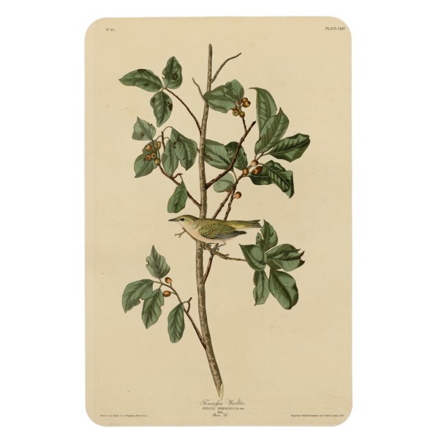 Tennessee Warbler från Audubon's Birds of America Magnet (Vertikal)