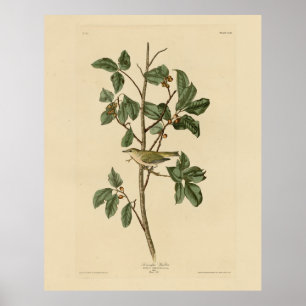 Tennessee Warbler från Audubon's Birds of America Poster