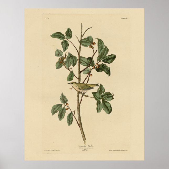 Tennessee Warbler från Audubon's Birds of America Poster (Framsidan)