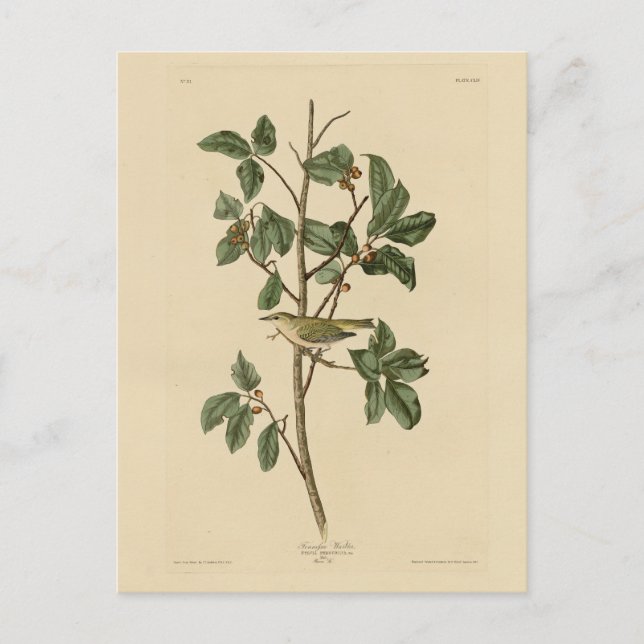 Tennessee Warbler från Audubon's Birds of America Vykort (Framsida)