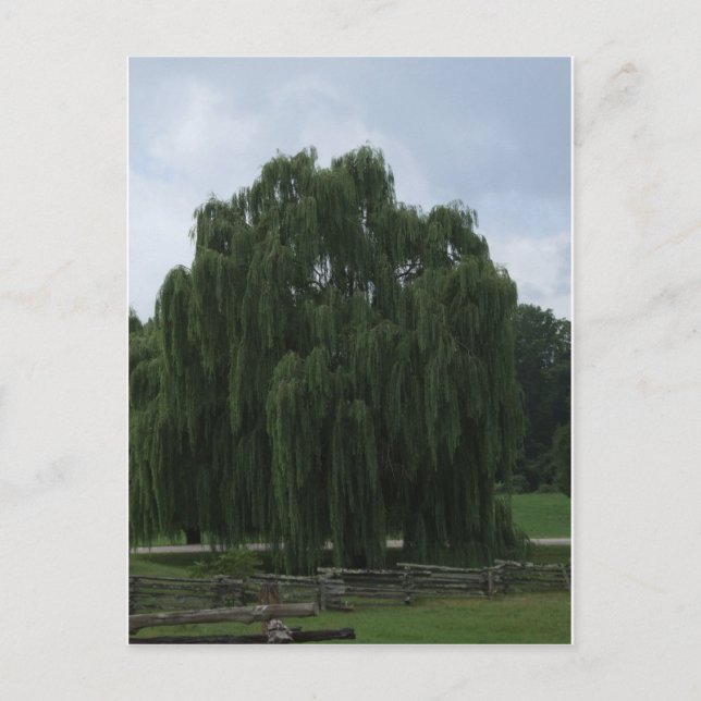 Tennessee Willow Träd Vykort (Framsida)