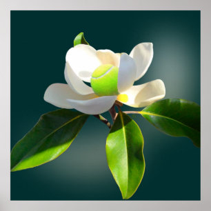 Tennis Magnolia, tennis Poster