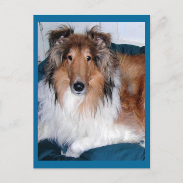 Tennyson-A collie Vykort (Framsida)