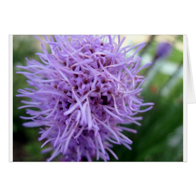Tentacle Spider Violet Flower Hälsningskort (Framsidan Horizontal)