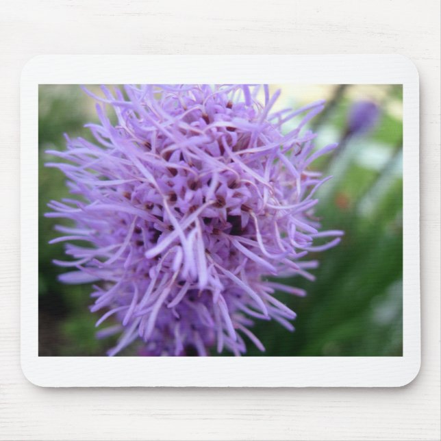 Tentacle Spider Violet Flower Musmatta (Framsidan)