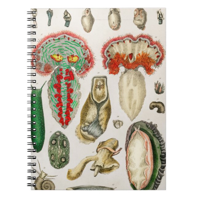 Tentakler Octopus Squidward tentacles Anteckningsbok (Framsidan)