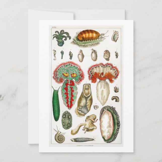 Tentakler Octopus Squidward tentacles Inbjudningar (Framsida)