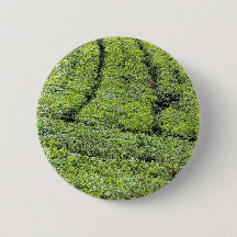 Teodlingar i Munnar på