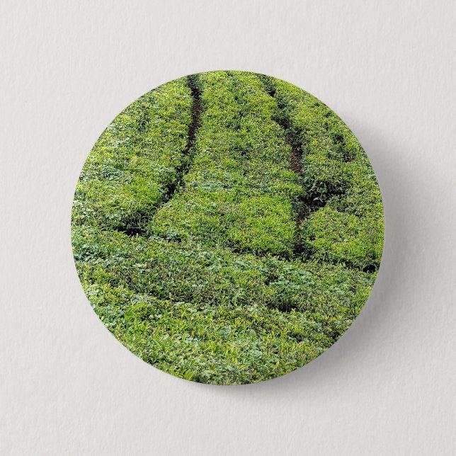 Teodlingar i Munnar på  Knapp (Framsida)