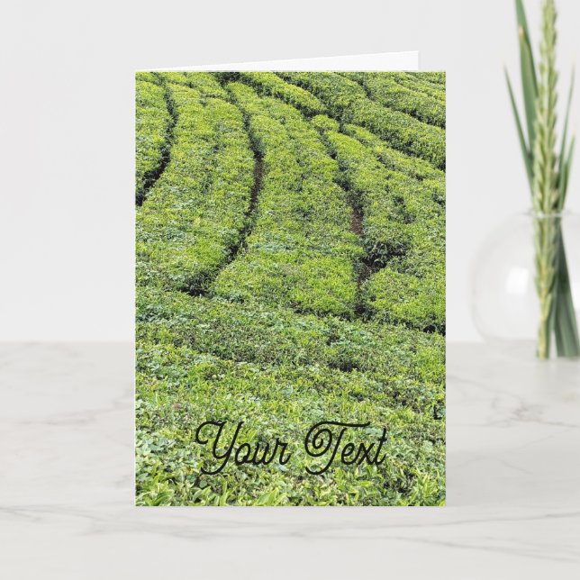 Teodlingar i Munnar på vykort (Framsida)
