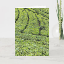 Teodlingar i Munnar på vykort