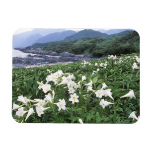 Teppo Yuri (Lilja), Yakushima, Kagoshima, Japan Magnet