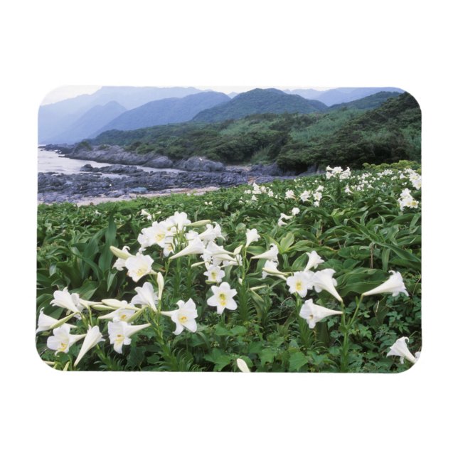 Teppo Yuri (Lilja), Yakushima, Kagoshima, Japan Magnet (Horisontell)