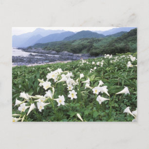 Teppo Yuri (Lily), Yakushima, Kagoshima, Japan Vykort