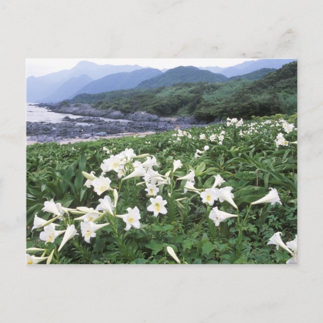 Teppo Yuri (Lily), Yakushima, Kagoshima, Japan Vykort (Framsida)