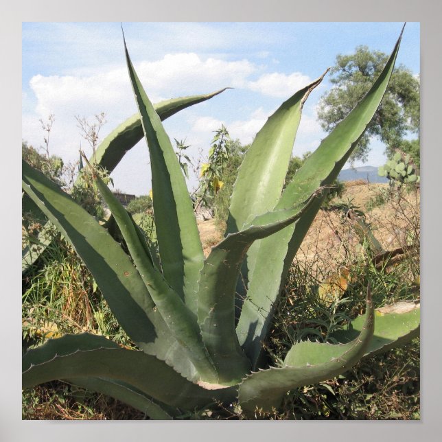 Tequila Plant Poster (Framsidan)