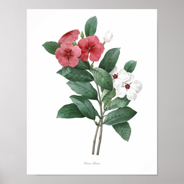 Teresita, botaniskt högkvalitativt poster (Framsidan)