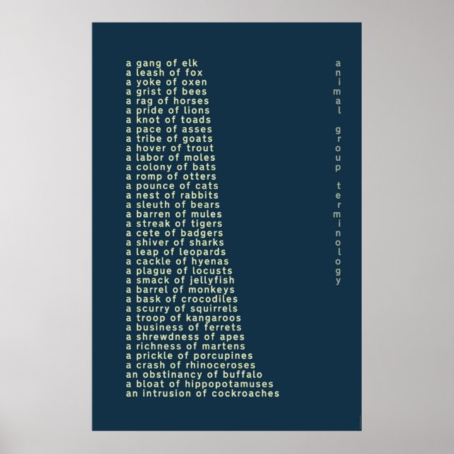 Terminologi för djurgrupper poster (Framsidan)