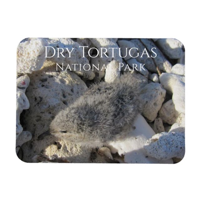 Tern Chick, Bush Nyckel, Tortugas nationalpark P Magnet (Horisontell)