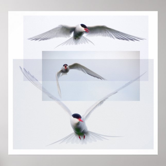 Tern Collection Poster (Framsidan)