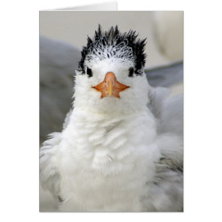 Tern Fluffy Hälsningskort